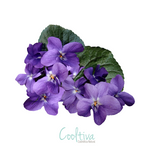 Aroma Violeta (de las flores)