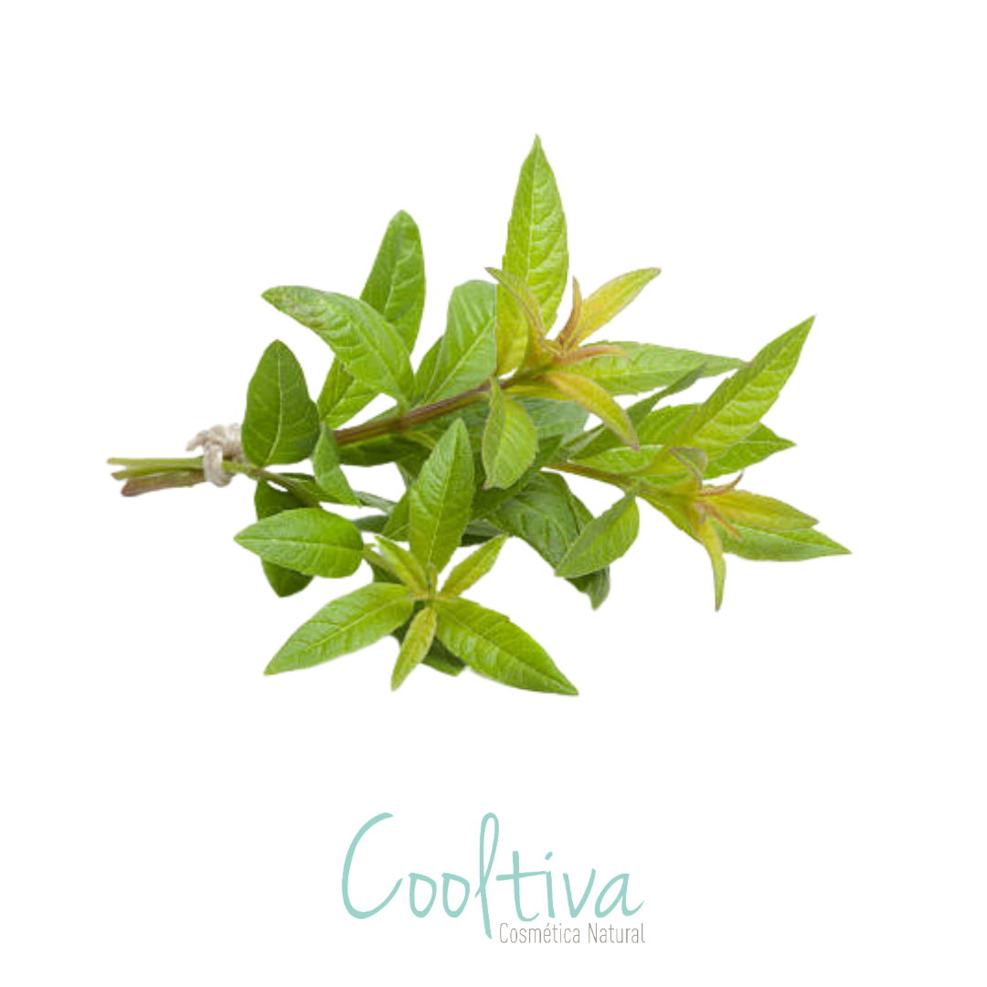 Aroma Hoja de Cedrón