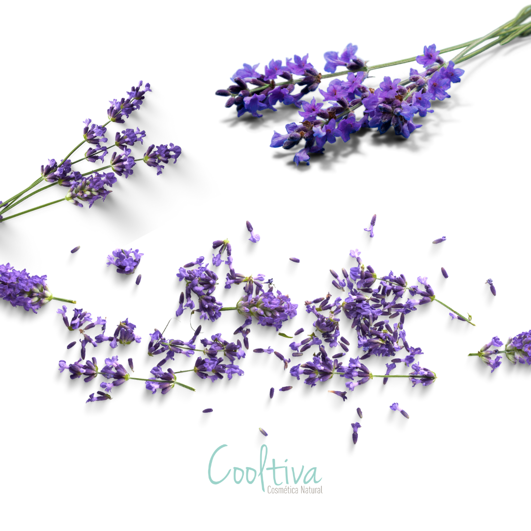 Aroma Lavanda