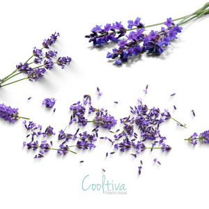 Aroma Lavanda (Aceites y Jabones)