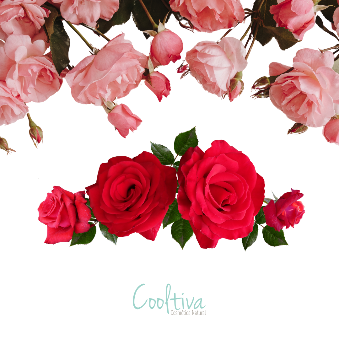 Aroma Rosa